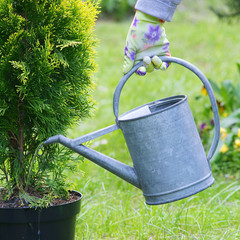 Fototapeta Planting plants step by step / ornamental shrub - watering before planting obraz