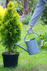 Planting plants step by step / ornamental shrub - watering before planting - obrazy, fototapety, plakaty