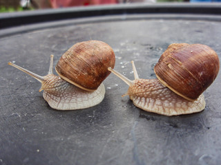 Snails is dancing
