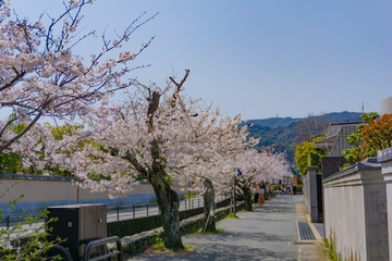 長府城下町の桜