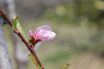 fiori rosa, fiori di pesco