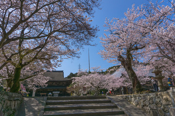 長府城下町の桜