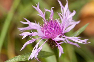 beautiful bright lilac flower of knapweed in a summer field or in a meadow