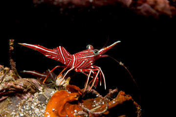 Rote Tanzgarnele (Rhynchocinetes durbanensis)