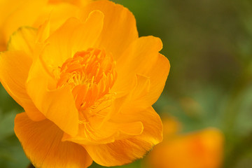 beautiful gentle flower of a yellow trollius