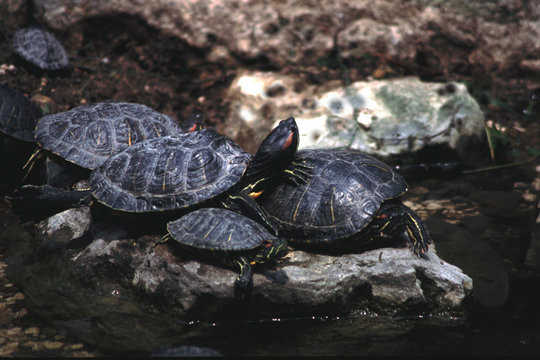 groupe de tortues aquatiques