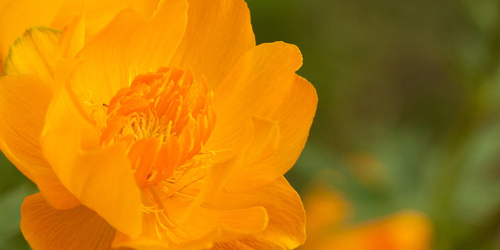 beautiful gentle flower of a yellow trollius
