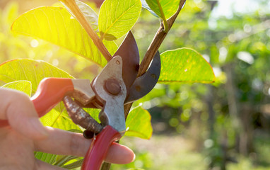  pruning trees with pruning shears in the garden on nature background. - obrazy, fototapety, plakaty