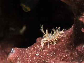 Gehörnte Hummelgarnele (Phyllognathia ceratophthalma)