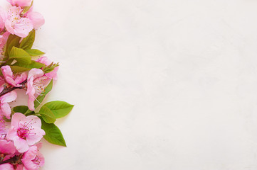 Pink spring background fresh flower on white background.