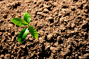 Small tree growing up on the fertile soil.