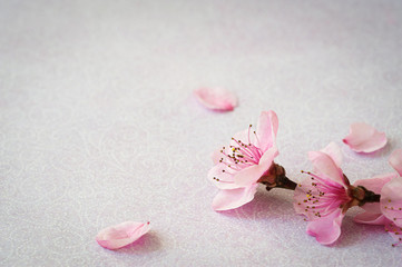 Twig of flowers peach tree on a pink background with space for text. Top view, flat lay