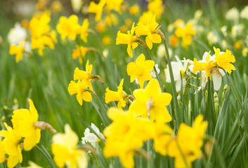 Wiese mit Osterglocken