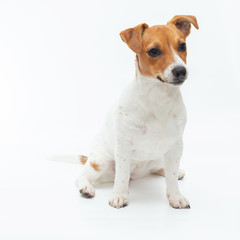 Jack Russell Terrier isolated on white background.