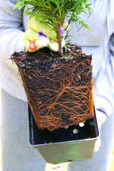 Planting plants step by step / ornamental shrub - checking the roots