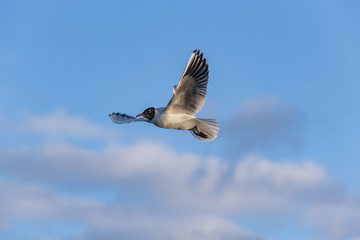 Lachmöwe im Flug, fliegende Lachmöwe im Hitergrund Wolken, blauer Himmel mit Wolken und Lachmöwe
