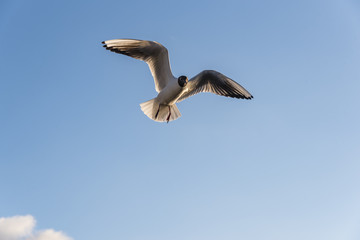 Lachmöwe im FLug, fliegende Lachmöwe, Möwe im Flug mit blauem Himmel