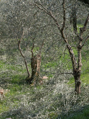 olive trees on garda lake mountains