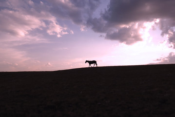 Obraz na płótnie Canvas Horse silhouette on the top of a hill