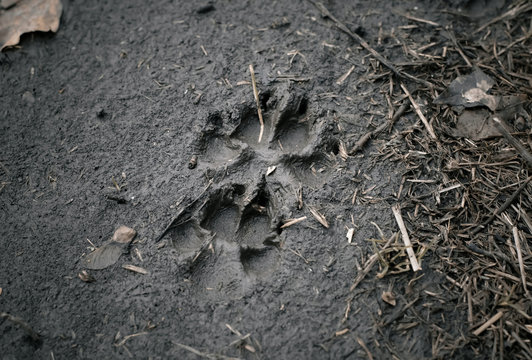 Traces of a fox on the ground