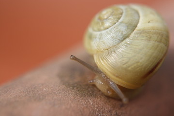 Schnecke