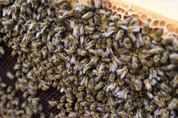 Working bees in honeycombs closeup. Beekeeping