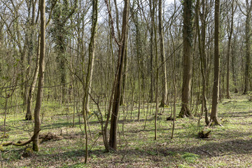  oak forest in spring