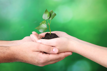 Hands holding young plant on green background