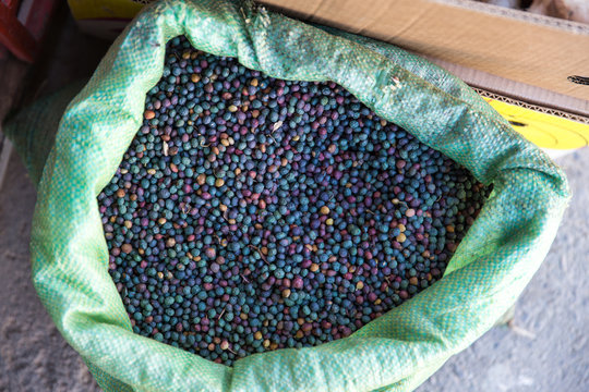 Pistacia atlantica, Khusf, Khorasan, Iran