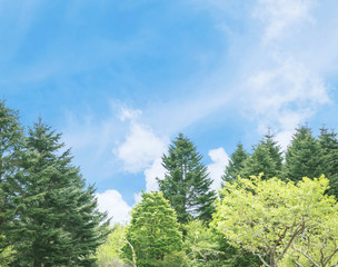 Fototapeta premium Closeup blue sky with thinly cloud with green tree background with copy space