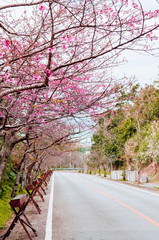 Naklejka premium Street cover with full bloom Sakura or cherry blossom in Naha, Okinawa, Japan