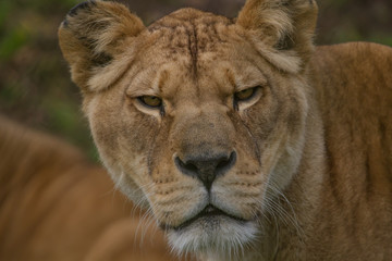 A close-up photo of an alert Barbary lioness