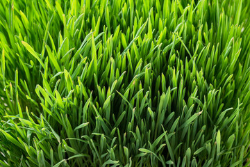 Fototapeta na wymiar green grass, lawn, turf, summer lawn