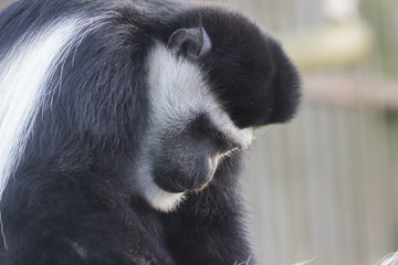 Obraz premium photo portrait of a Colobus monkey