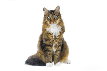 Obraz premium Big cat sitting on white background