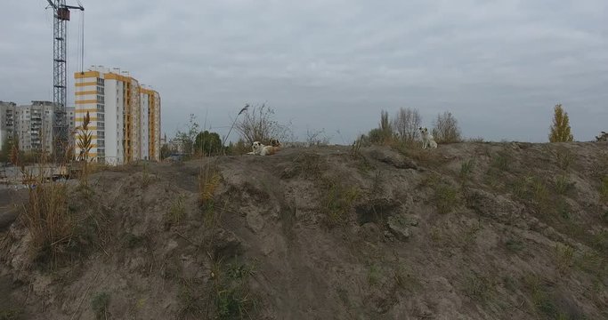Homeless dogs on hill, Landscape Construction of residential houses, construction site