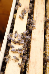 Fototapeta na wymiar Working bees in honeycombs. Beekeeping