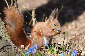 niedliches Eichhörnchen