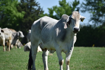 Obraz premium close up of white cows