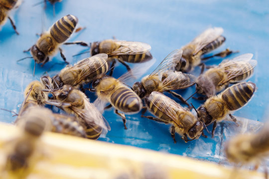 Swarm of bees near the entrance to the hive. Bee closeup