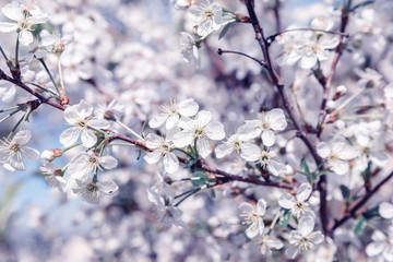 Flower of cherry wood.