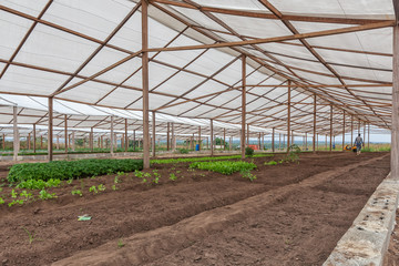 Inside view of greenhouse with plantation.