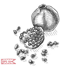 Hand drawing sketch illustratiion pomegranate.