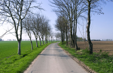 Roads: Small tree-lined rural road through the fields in Eastern Thuringia in spring