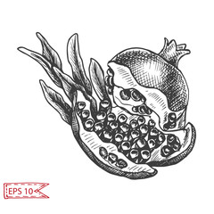Hand drawing sketch illustratiion pomegranate.