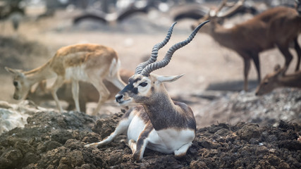 Blackbuck deer or Indian antelope