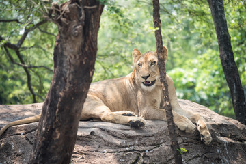 African female lion in forest