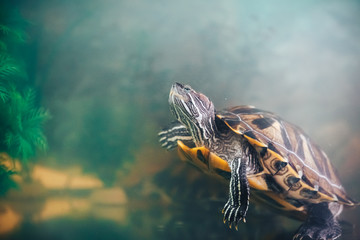 Naklejka premium Red Eared Terrapin - Trachemys scripta elegans in the aquarium