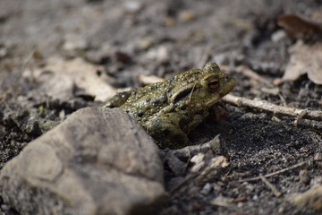 Frosch in der Natur