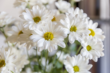 A bouquet of Nivianik. A family of annual or perennial herbaceous plants of the Astrova family